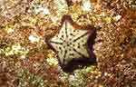 Sea Star (43k)