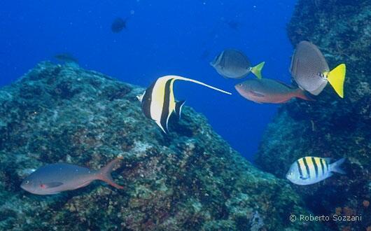 Zanclus canescens