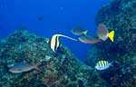Moorish Idol (30k)