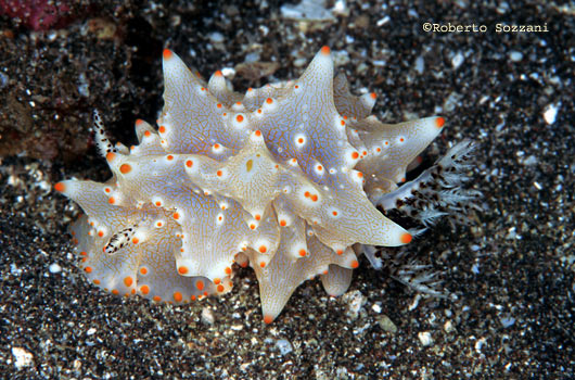 Halgerda batangas