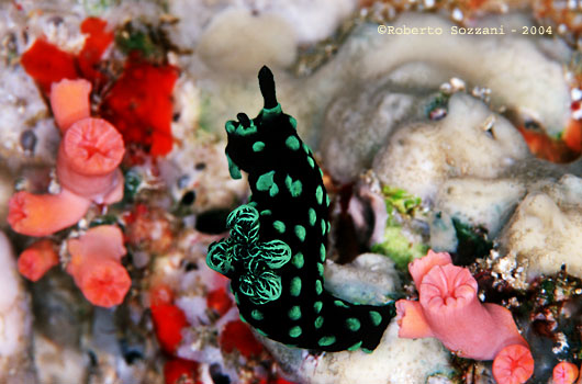 Nembrotha cristata