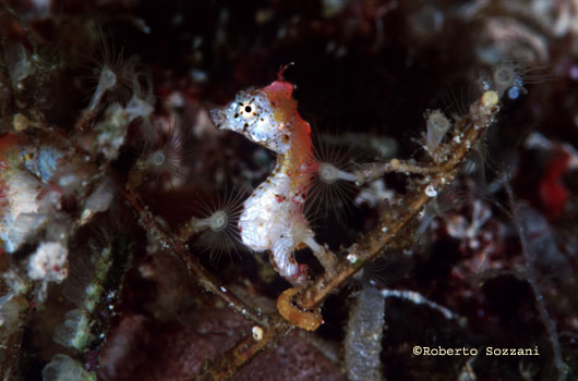 Hippocampus pontohi