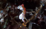 Hippocampus sp. (pontohi)