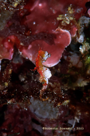 Hippocampus pontohi