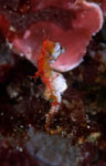 Hippocampus sp. (pontohi)