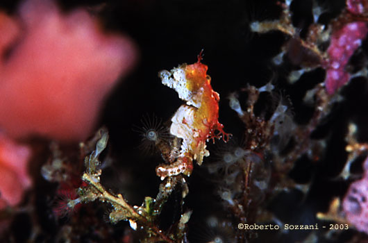 Hippocampus pontohi