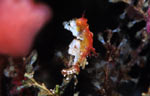 Hippocampus sp. (pontohi)