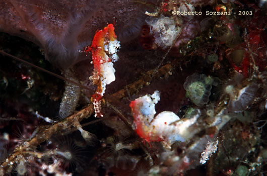 Hippocampus pontohi