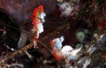 Hippocampus sp. (pontohi)