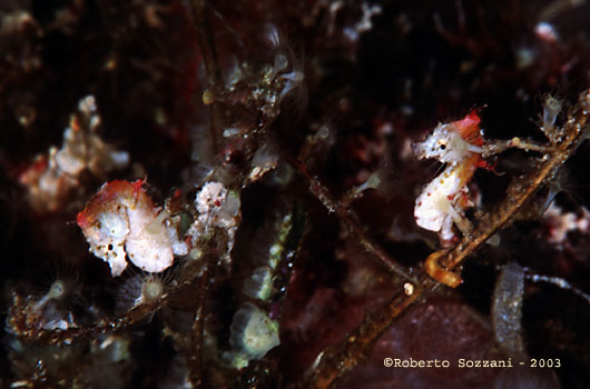 Hippocampus pontohi