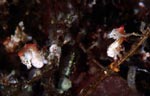 Hippocampus sp. (pontohi)