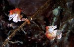 Hippocampus sp. (pontohi)