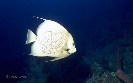 Pomacanthus arcuatus