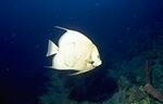 Gray Angelfish (16k)