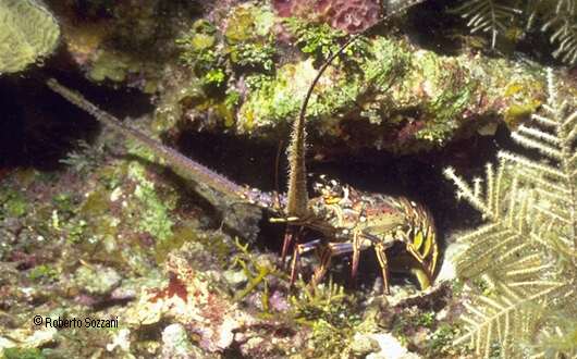 Panulirus Argus