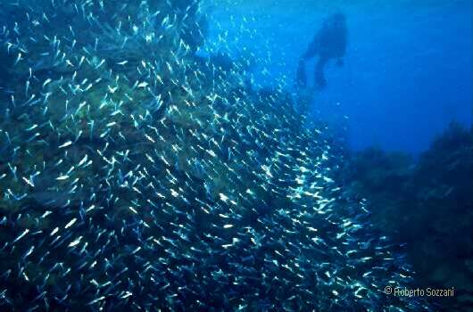 Reef Life