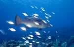 Black Grouper (24k)
