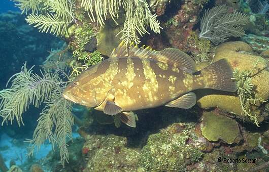Epinephelus striatus