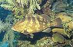Nassau Grouper (41k)