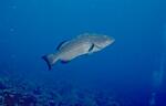 Black Grouper (10k)