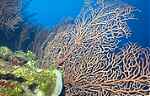 Deep Water Sea Fan (67k)
