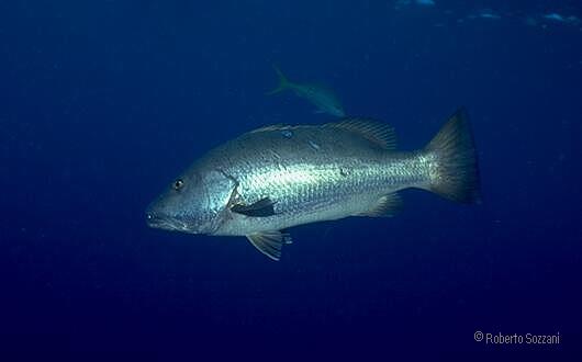 Lutjanus cyanopterus