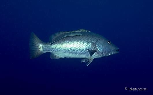 Lutjanus cyanopterus