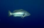 Cubera Snapper with... (9k)