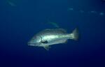 Cubera Snapper (9k)