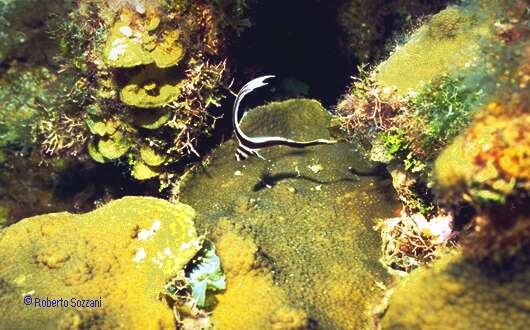 Equetus punctatus
