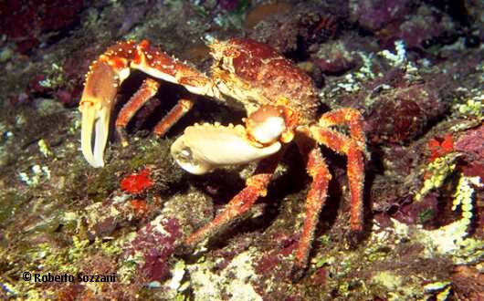 Mithrax spinosissimus