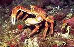 Crab (37k)