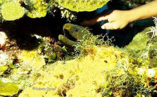 Gymnothorax funebris