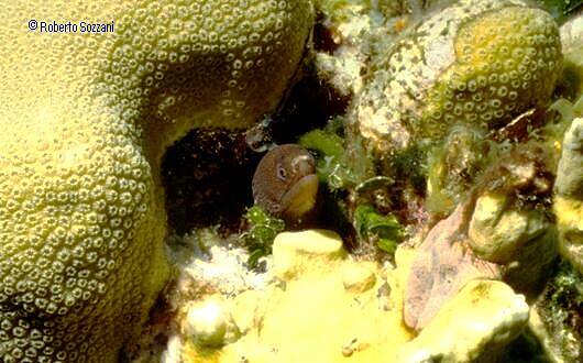 Enchelycore carychroa