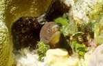 Chestnut Moray (40k)