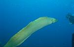 Green Moray (14k)