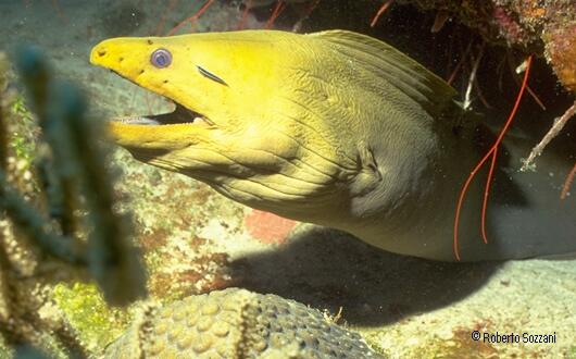 Gymnothorax funebris