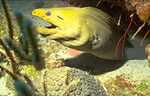 Green Moray (35k)
