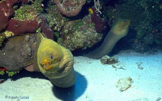 Gymnothorax funebris