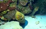 Green Moray (34k)