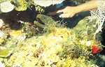 Green Moray (40k)