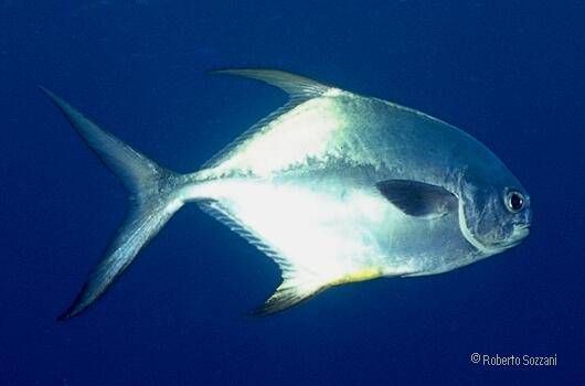 Trachinotus falcatus