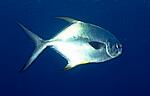 Permit Great Pompano (16k)