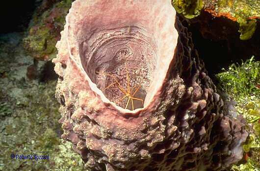 Barrel Sponge with Arrow Crab Stenorhynchus seticornis