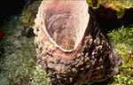 Barrel Sponge with... (35k)