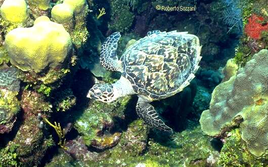 Eretmochelys imbricata