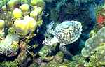 Hawksbill Turtle (42k)