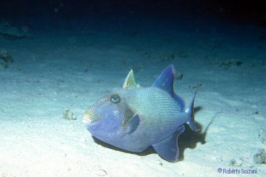 Pseudobalistes fuscus