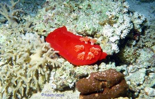 Hexabranchus sanguineus