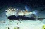 Yellowspotted Burrfish (25k)